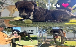 Mixed Breed dogs for adoption: Elle - 4 years old, Gorgeous Brindle Girl - Image 2
