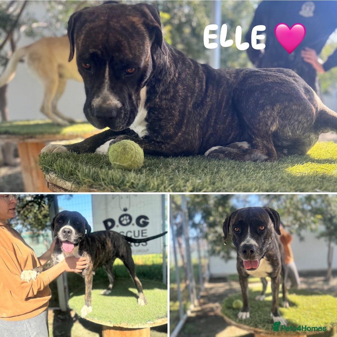Mixed Breed dogs for adoption: Elle - 4 years old, Gorgeous Brindle Girl - Image 2