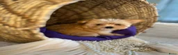 Yorkshire Terrier dogs for sale: BEAUTIFUL GOLDDUST YORKSHIRE TERRIER PUPPIES - Advert 21