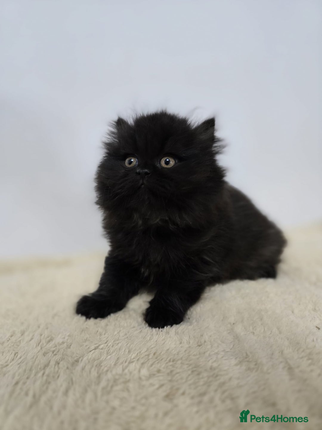 British Shorthair cats for sale: Gorgeous British Shorthair & Longhair Kittens - Advert 4