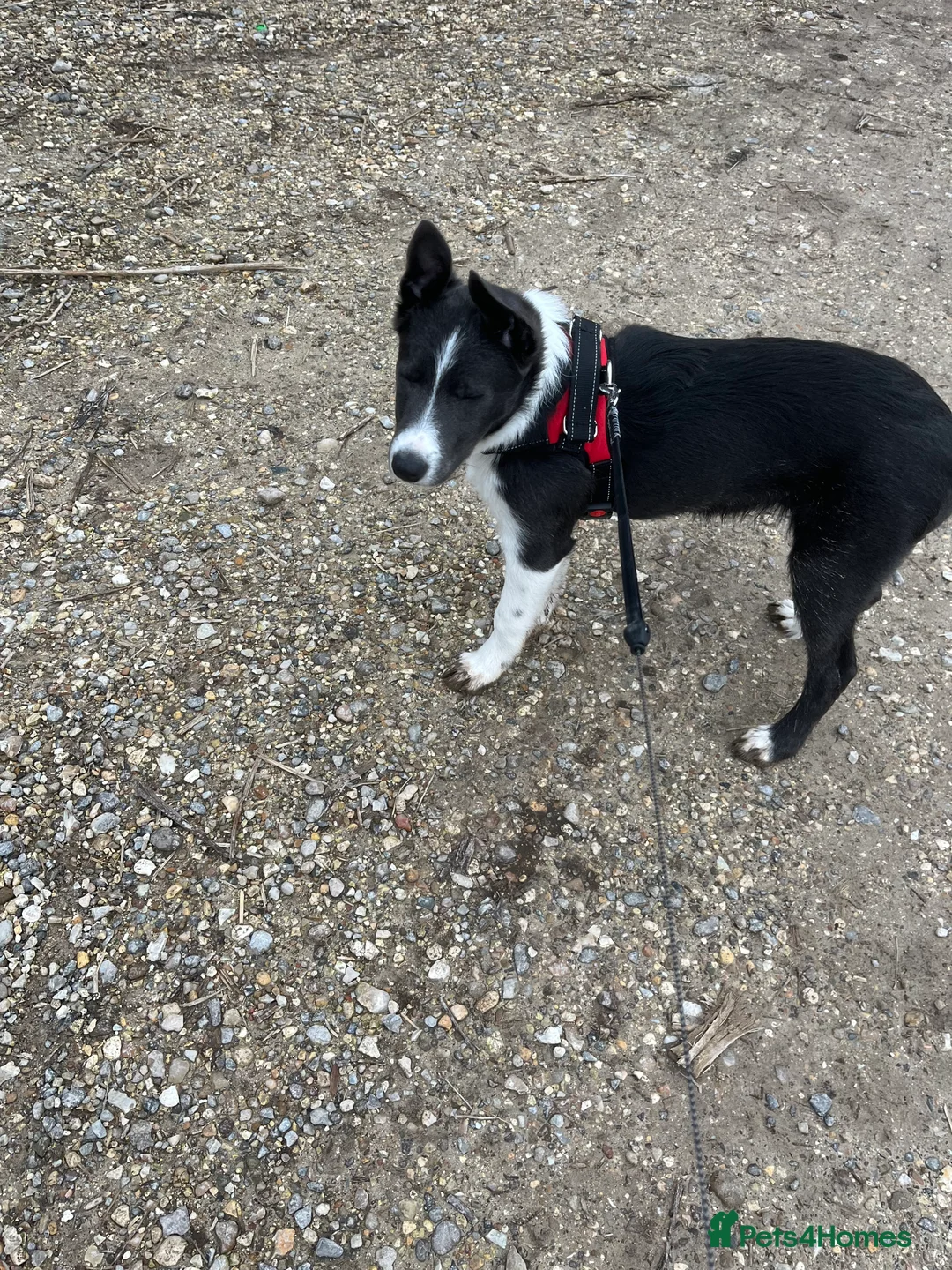 Border Collie dogs for sale: Blue Border collie - Advert 2