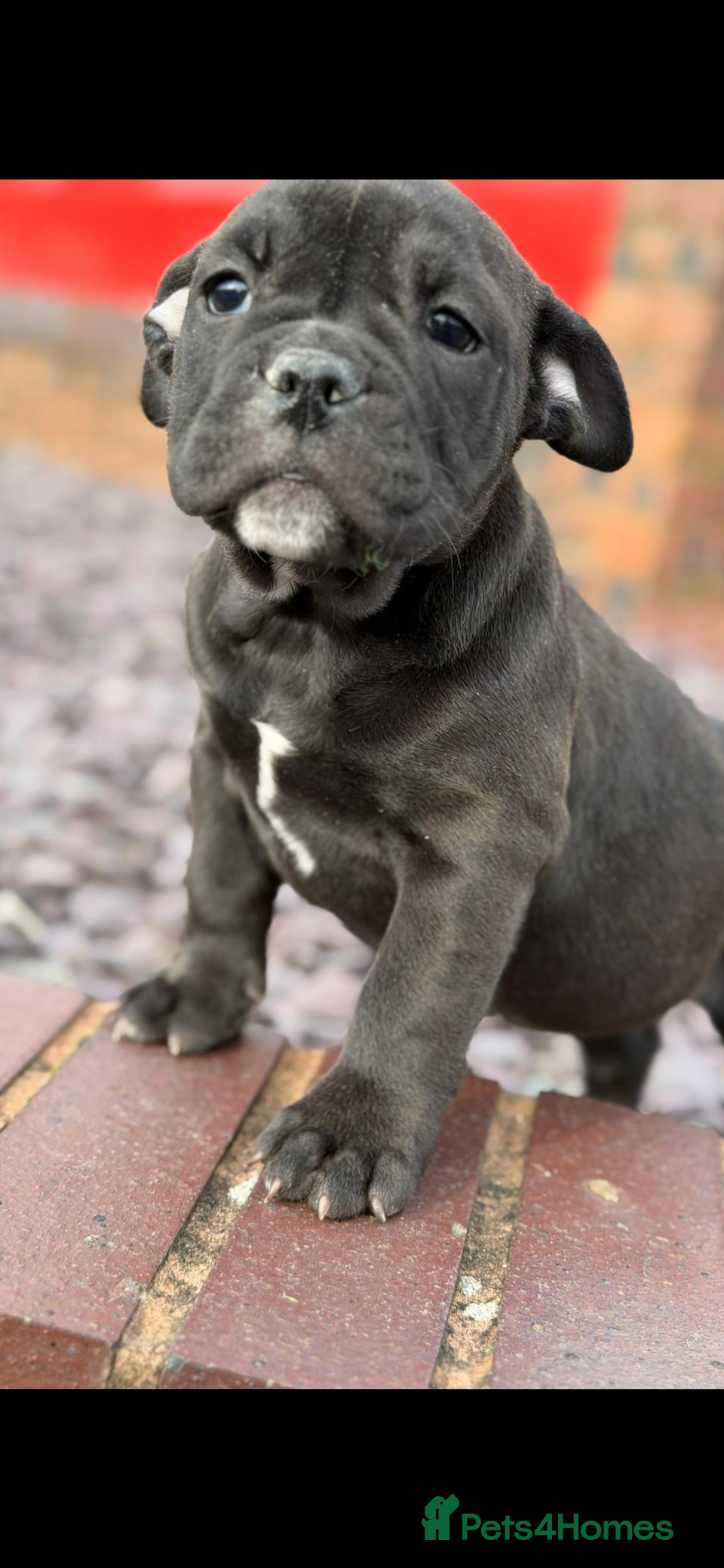 Dorset Olde Tyme Bulldogge dogs Last of the litter  - Advert 4