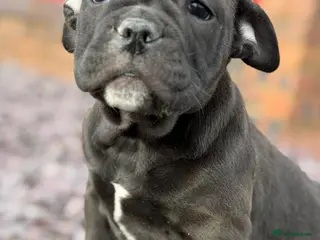 Dorset Olde Tyme Bulldogge dogs Last of the litter - Advert 4