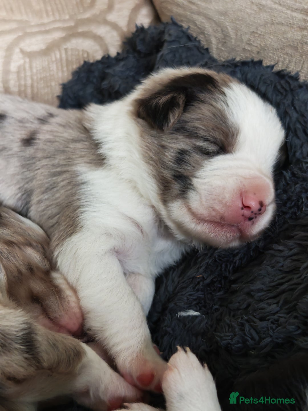 Border Collie dogs for sale: KC registered border collie puppies  - Advert 15