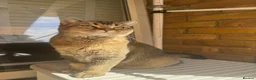 Scottish Fold cats for sale: Scottish Straight ears Kittens available  - Advert 22