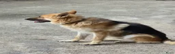 German Shepherd dogs for sale: Hunter  in Leeds - Advert 1