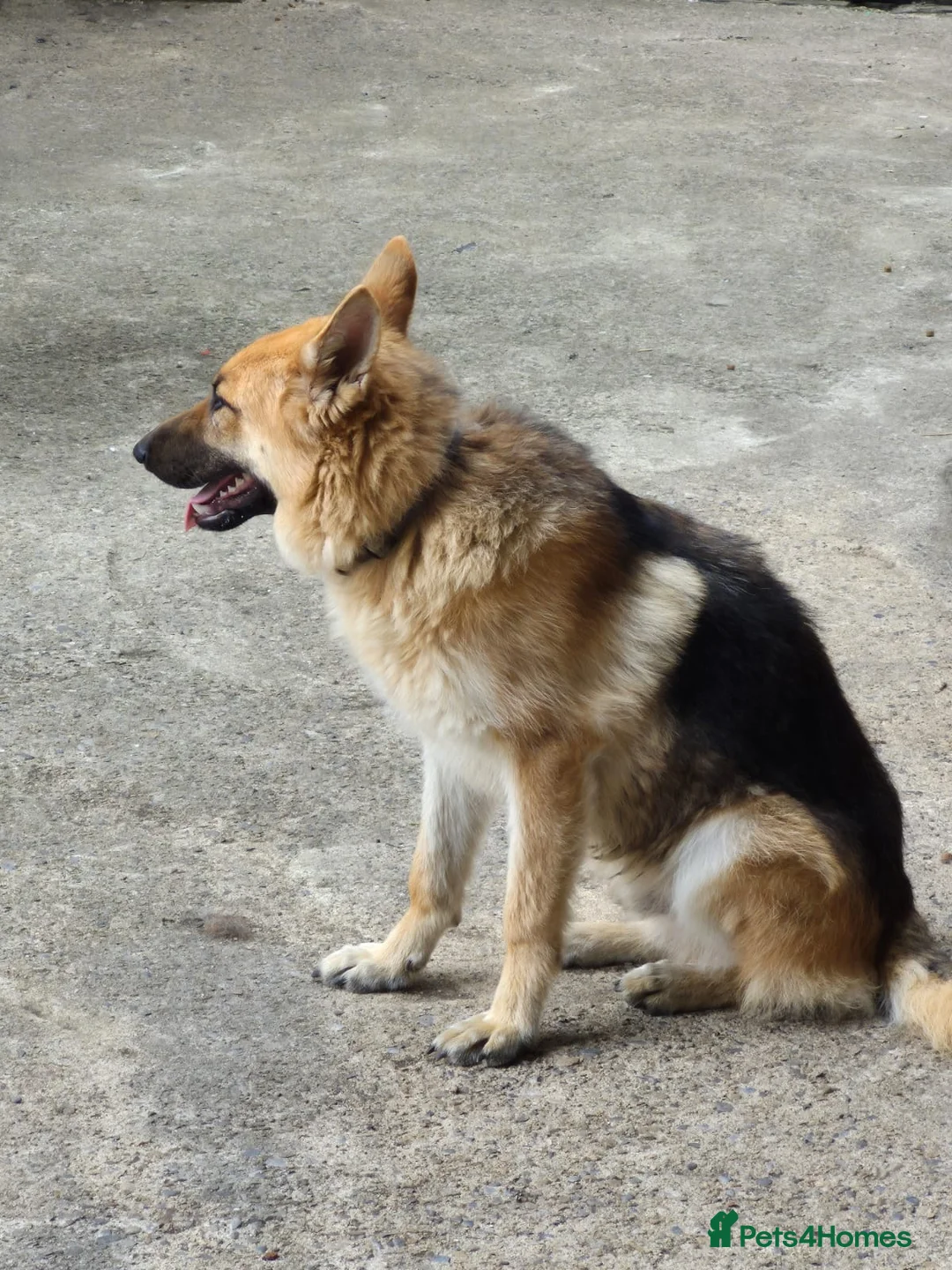 German Shepherd dogs for sale: Hunter  in Leeds - Advert 1