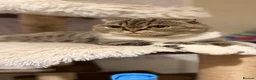 Scottish Fold cats for sale: Scottish straight kittens  - Advert 9