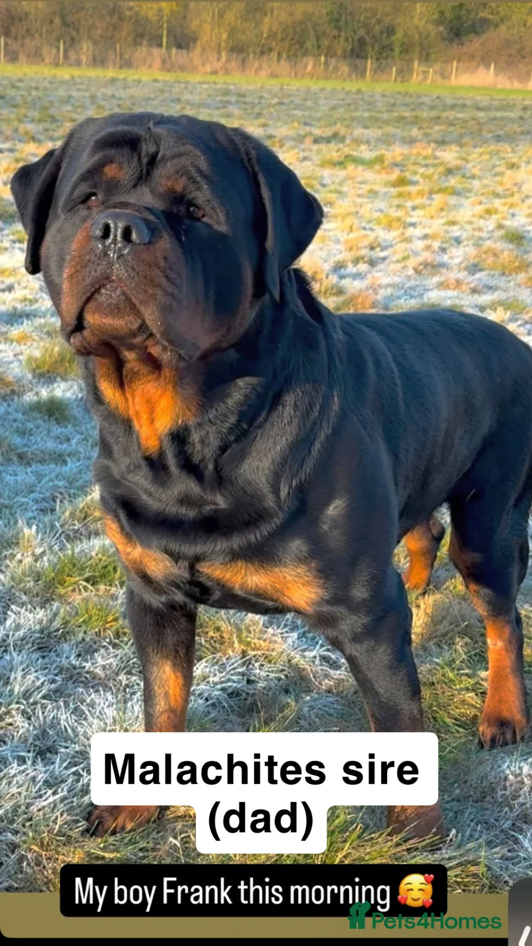 Rottweiler dogs for stud: Proven Health Tested Rottweiler Stud in Arrochar - Advert 7