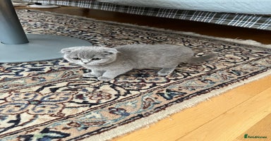 Scottish Fold cats - Advert 13