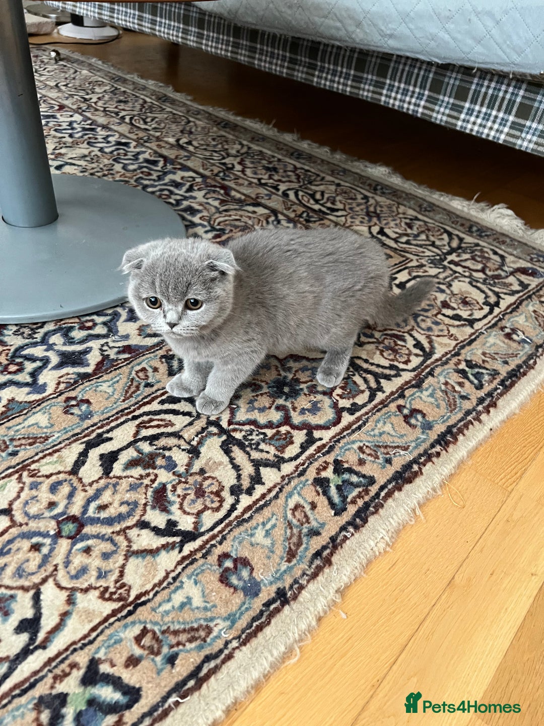 Scottish Fold cats for sale: Kittens for sale  - Image 15