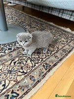 Scottish Fold cats - Advert 5