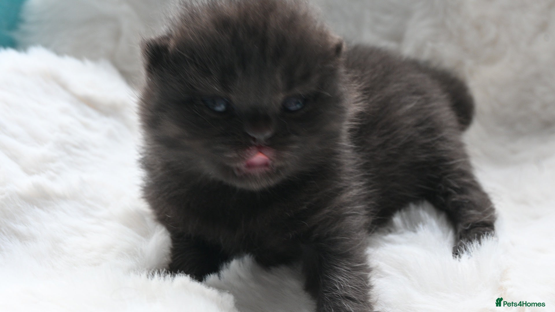 British Shorthair cats 🏆Champions line🏆BSH Kittens Tica reg  - Advert 1