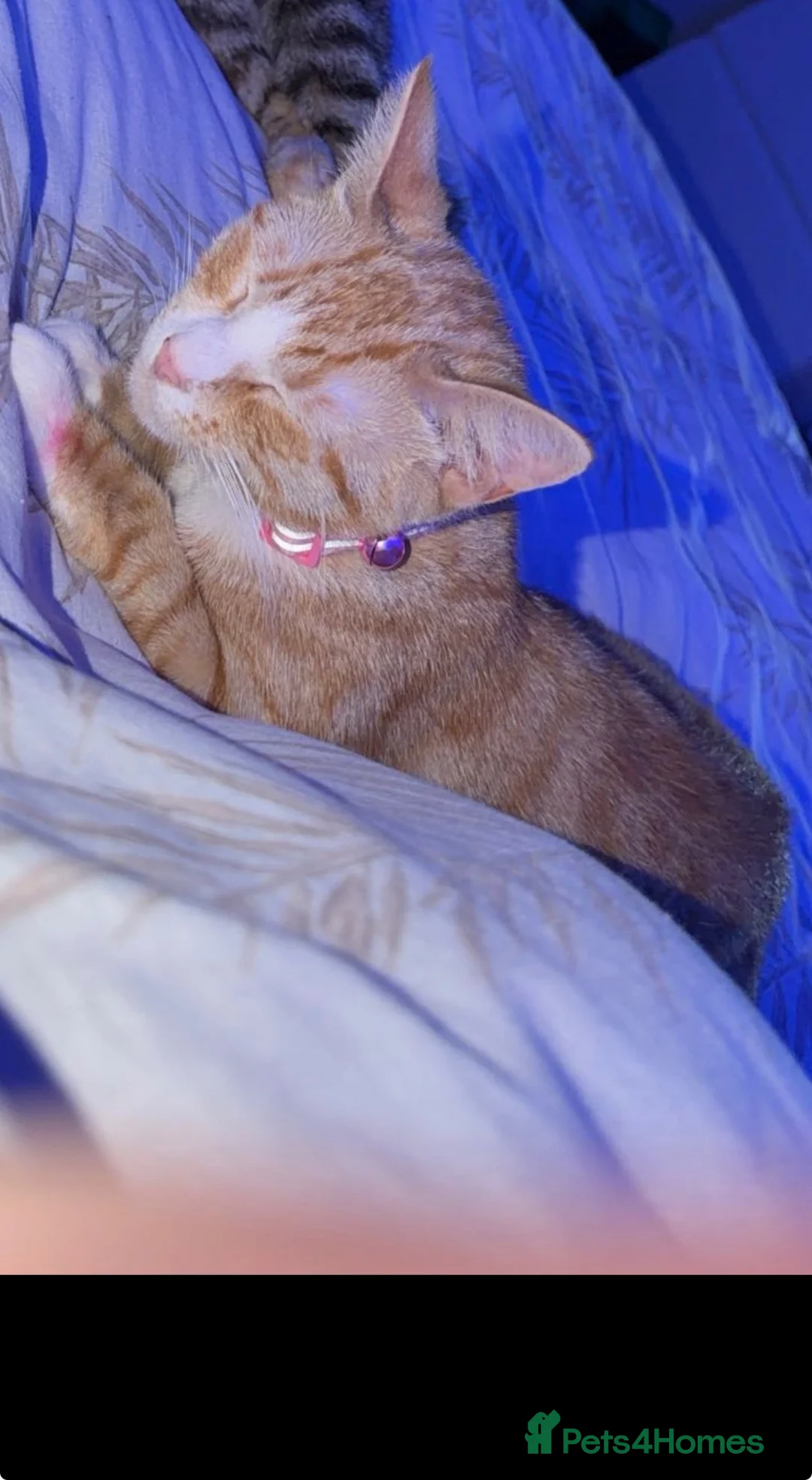 Mixed Breed cats for sale: Female cat - Advert 6