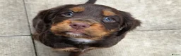 Cocker Spaniel dogs for sale: Stunning Working Cocker Pups KC Reg. - Advert 12
