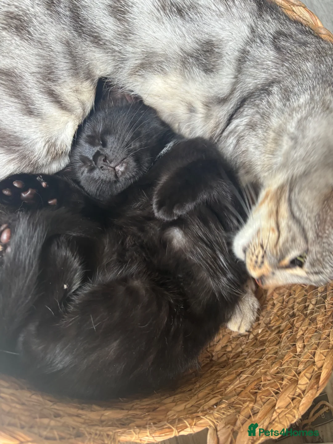 Mixed Breed cats for sale: Bengal cross kittens - Advert 17