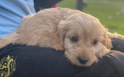 Cavapoo dogs for sale: Cavapoo litter  - Image 9