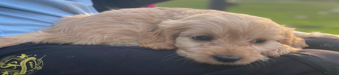 Cavapoo Puppy 2