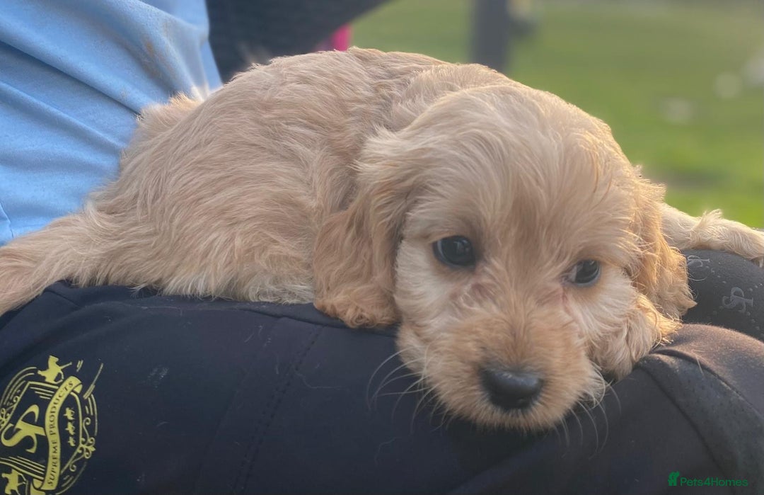 Cavapoo dogs for sale: Cavapoo litter  - Image 9