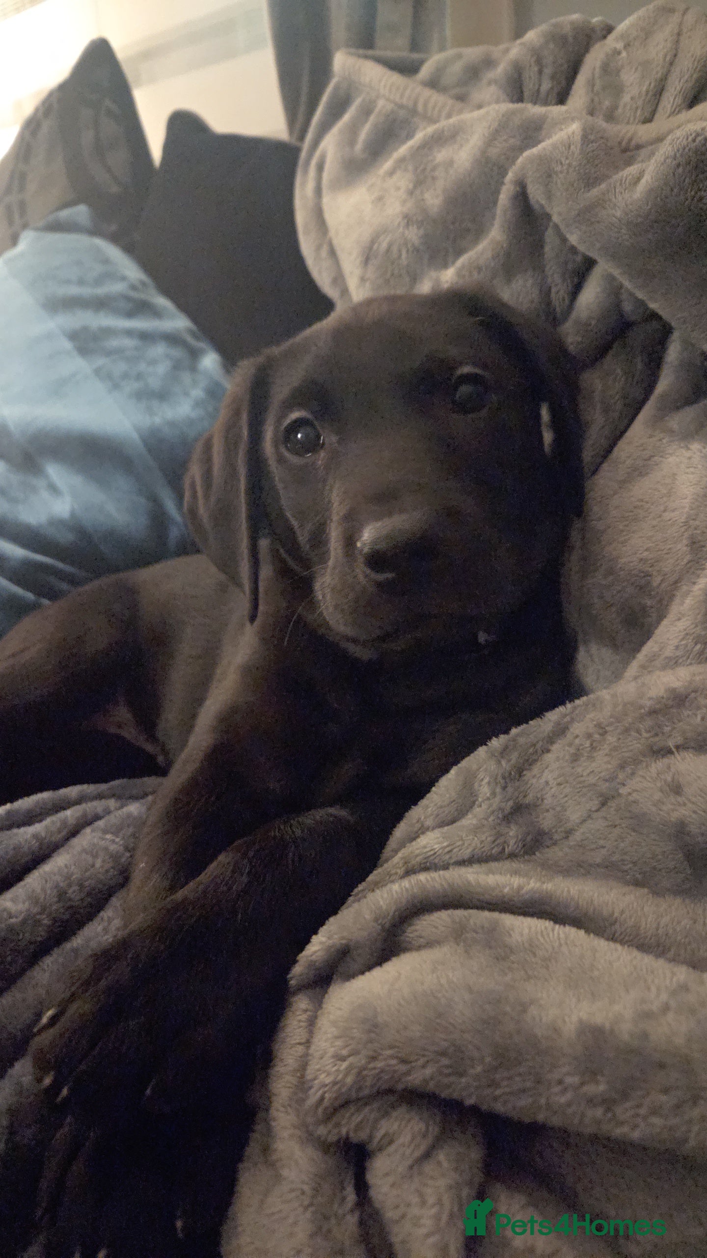 Labrador Retriever dogs Male lab puppy - Advert 1