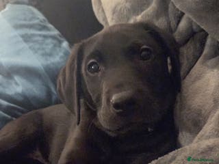 Labrador Retriever dogs Male lab puppy - Advert 1