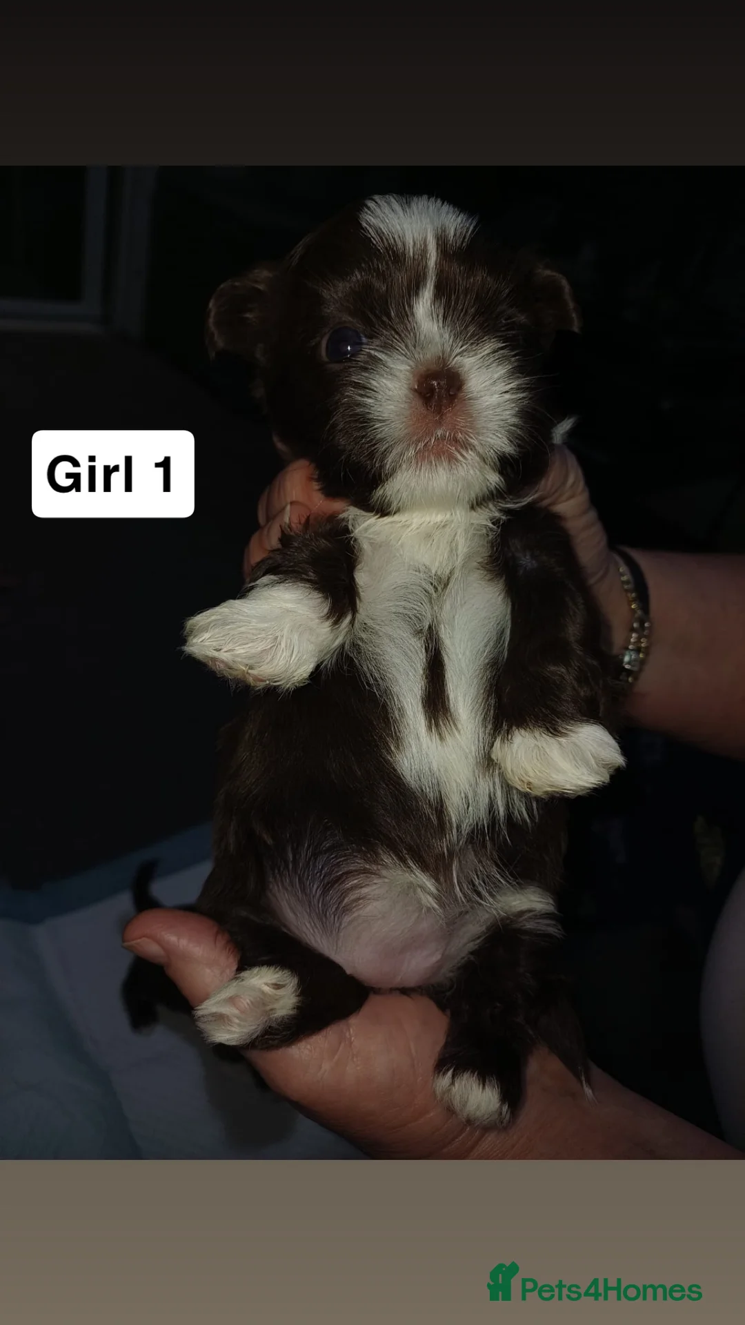 Shih Tzu dogs for sale: Full Breed Shihtzu For Sale  - Advert 10