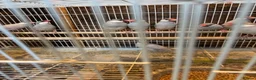 Finches birds for sale: Zebra finches and Java Sparrow finches  - Advert 5