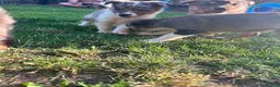 Border Collie dogs for sale: 6 blue merle border collies puppys  - Advert 19