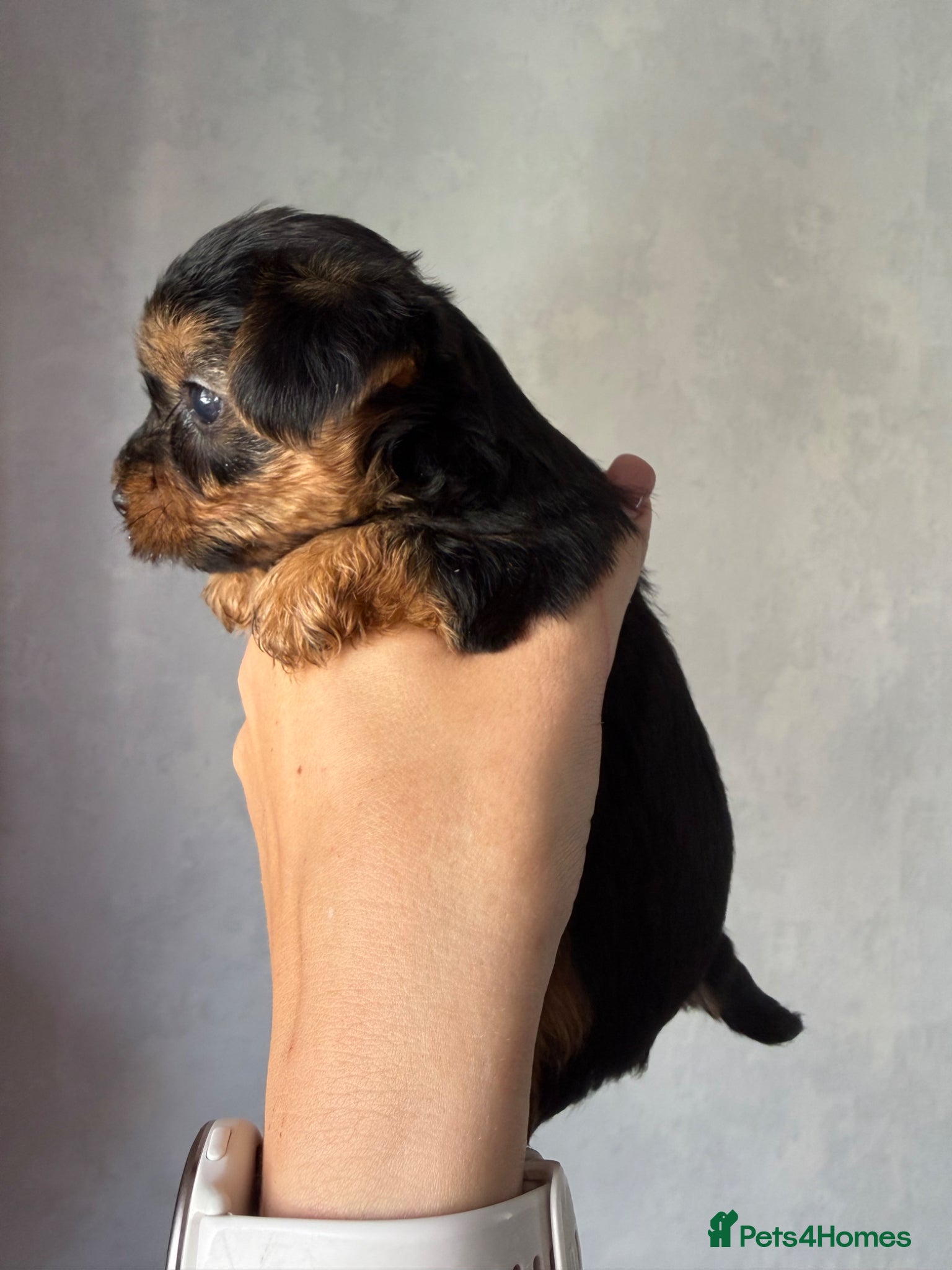 Yorkshire Terrier dogs for sale: Mini Yorkshire terrier 2kg  - Advert 6