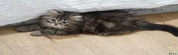 Persian cats for sale: Kitten for sale  in London - Advert 5