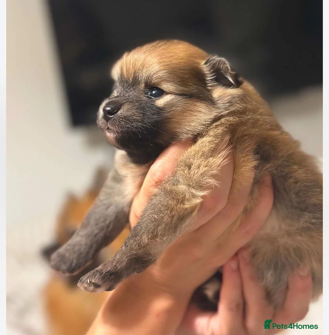 Pomeranian dogs for sale: Pomerian puppies available  - Advert 5