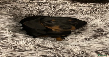 Dachshund dogs Mini dachshund puppies - Advert 14