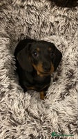Dachshund dogs Mini dachshund puppies - Advert 14