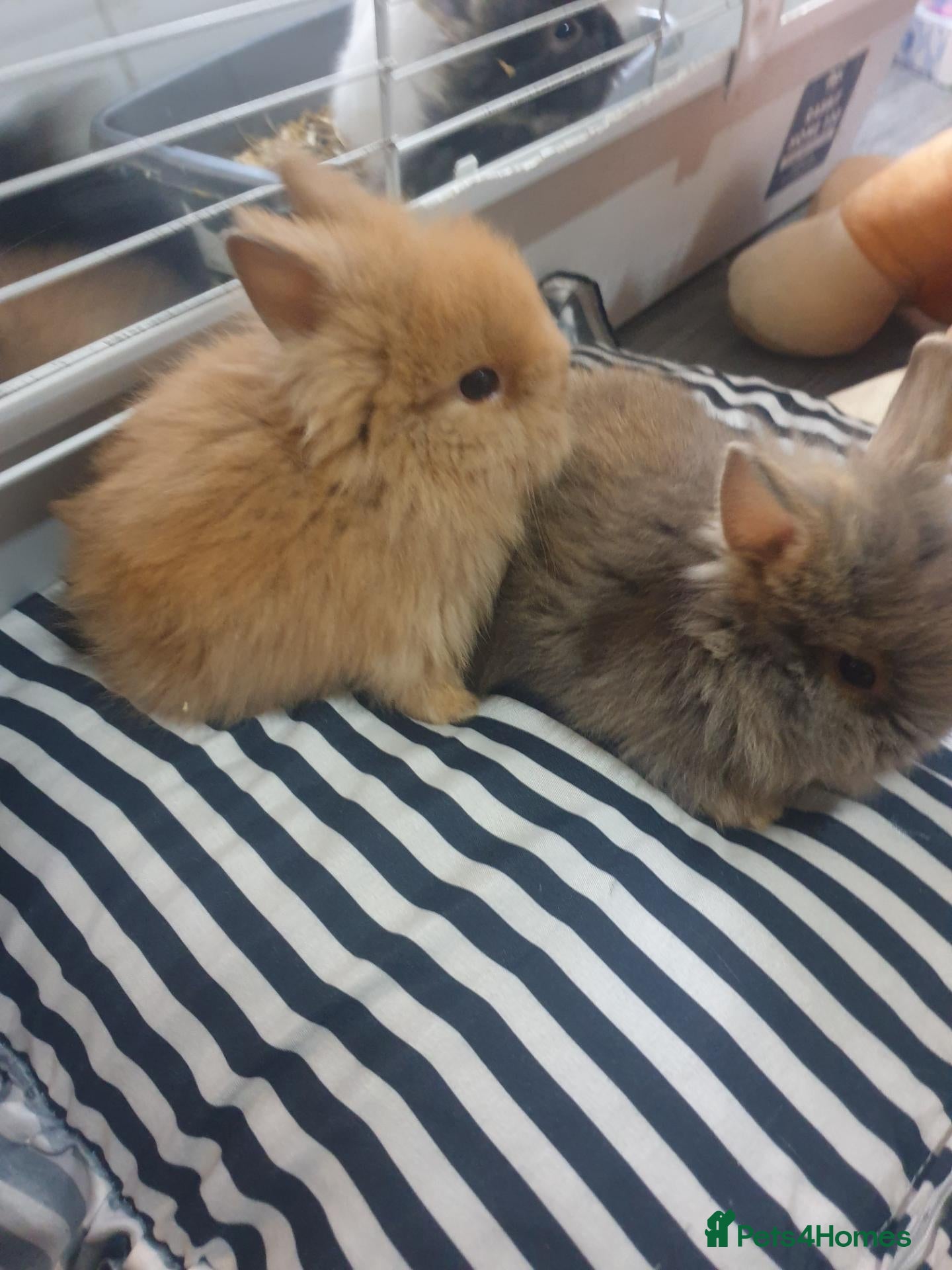 Lionhead rabbits 7 baby lionheads for sale - Advert 1