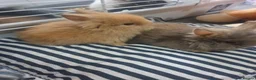 Lionhead rabbits for sale: 7 baby lionheads for sale - Advert 1