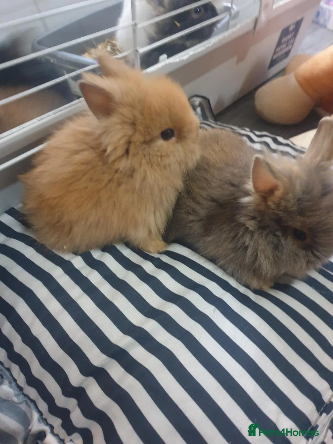 Lionhead rabbits for sale: 7 baby lionheads for sale - Advert 1