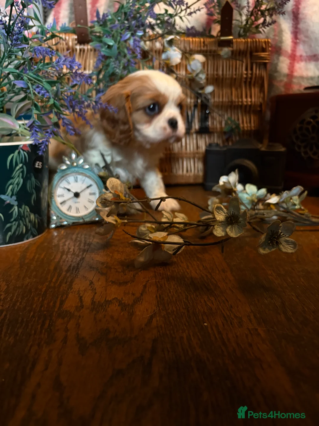 Cavalier King Charles Spaniel dogs for sale: KC PEDIGREE CAVALIER KING CHARLES - Advert 5