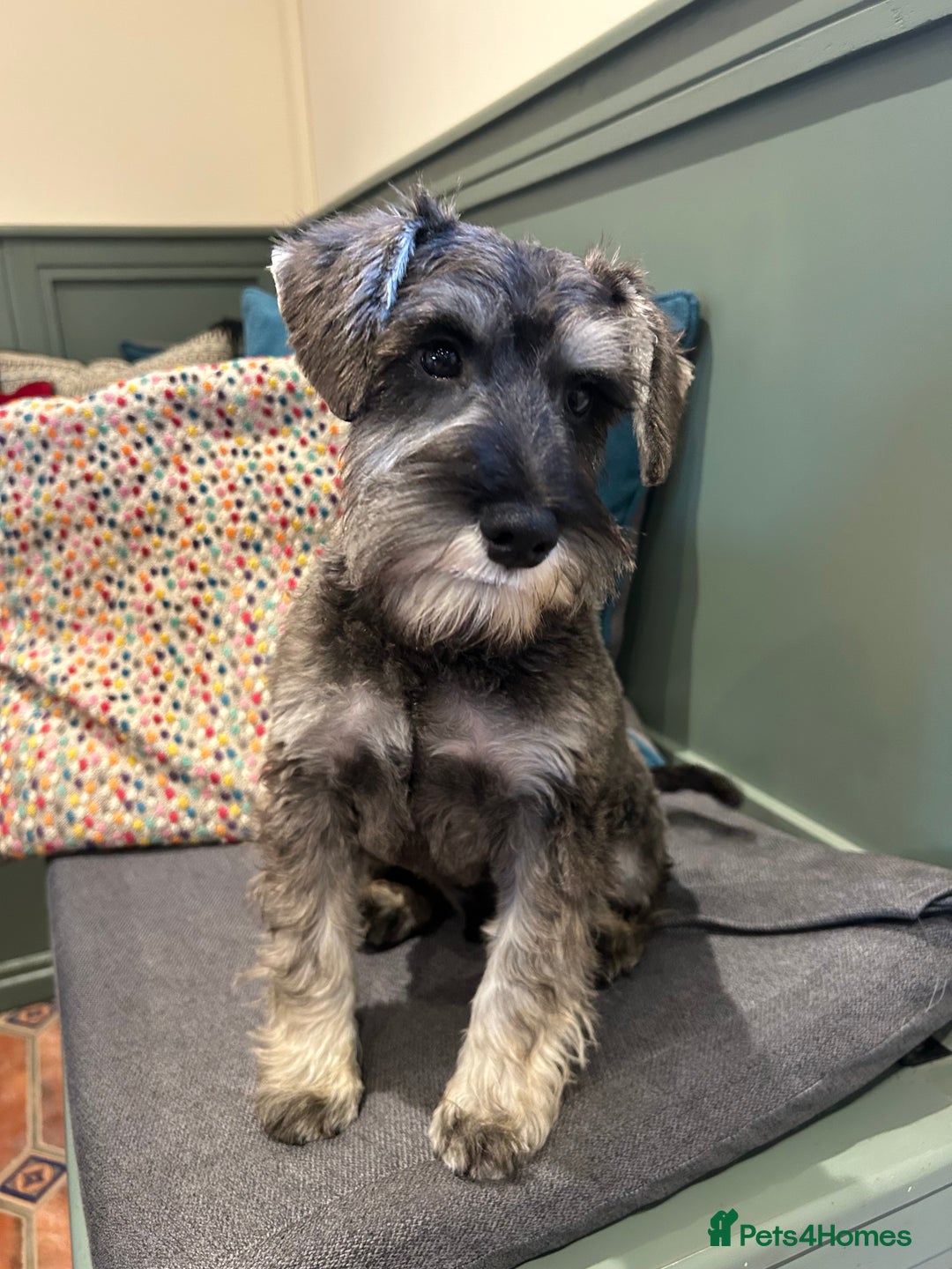 Miniature Schnauzer dogs for sale: KC registered, health tested boy ready now - Advert 4