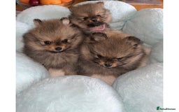 Pomeranian dogs for sale: Pomeranian puppies  in Ebbw Vale - Image 4