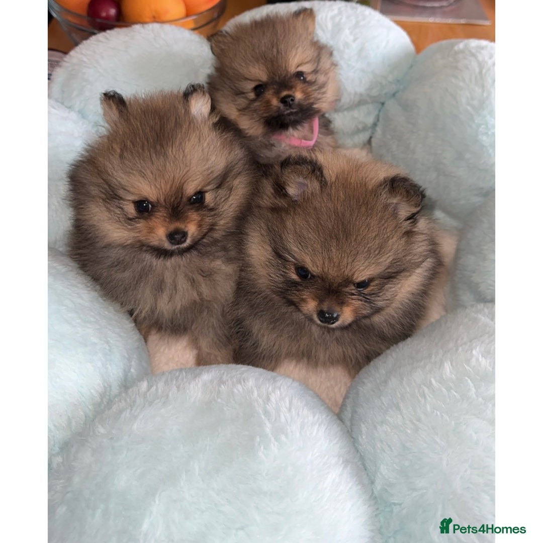 Pomeranian dogs for sale: Pomeranian puppies  in Ebbw Vale - Image 4