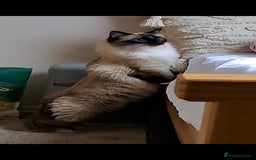 Ragdoll cats for sale: Ragdoll with Starter Kit - Image 5