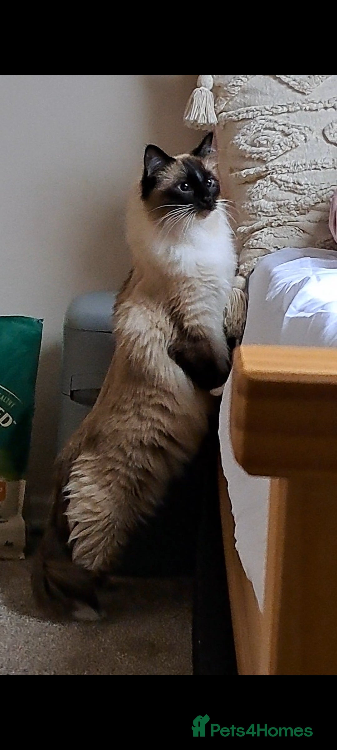Ragdoll cats for sale: Ragdoll with Starter Kit - Image 5