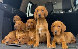 Labrador Retriever dogs for sale: KC Fox Red Labrador Girl 7 months old - Image 5