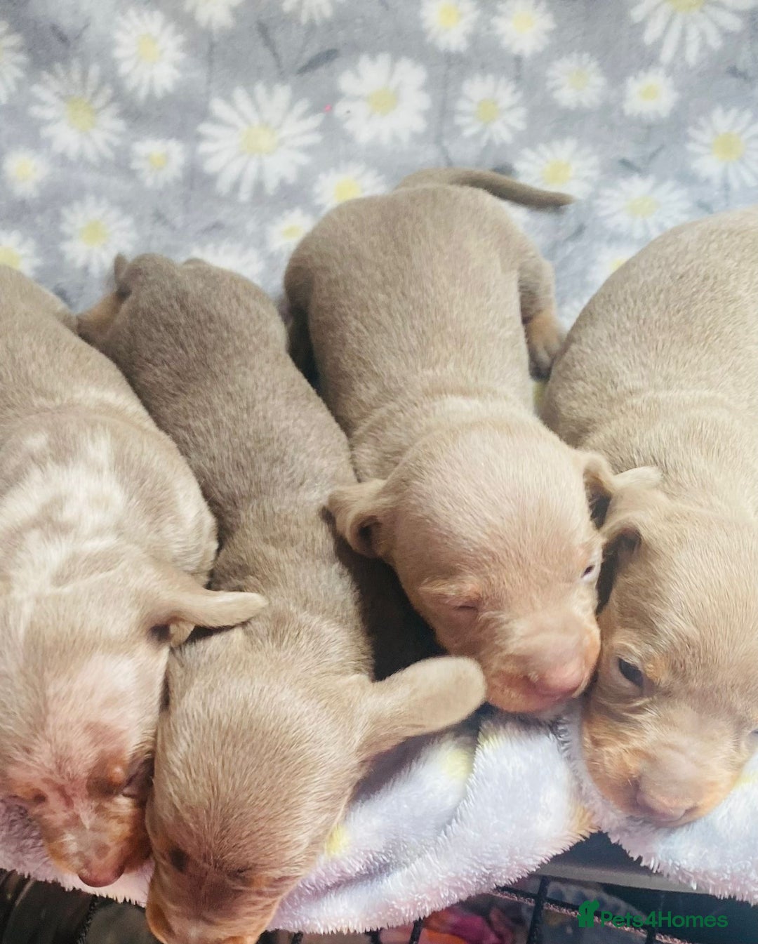 Miniature Dachshund dogs for sale: Miniature dachshund puppies - Image 6