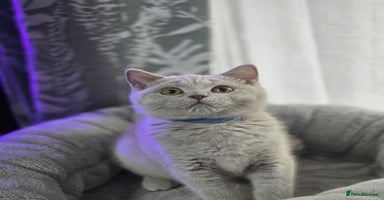 British Shorthair cats - Advert 9