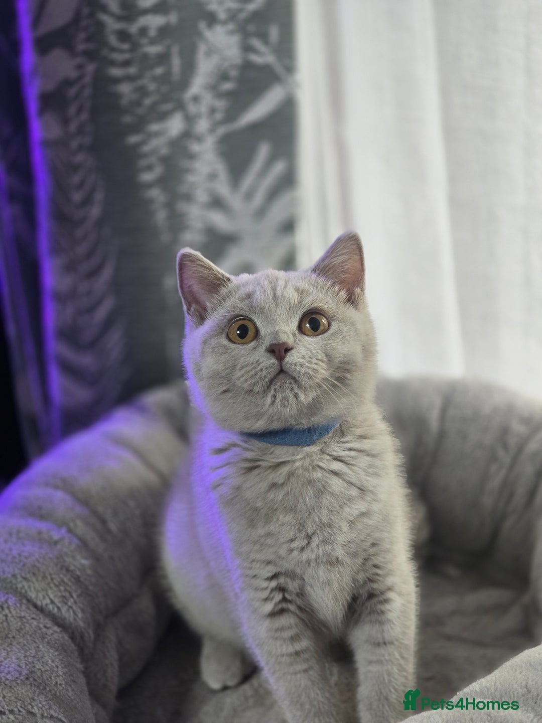 British Shorthair cats for sale: Ready now - 1 girl + 1 boy BSH Kittens - Image 3