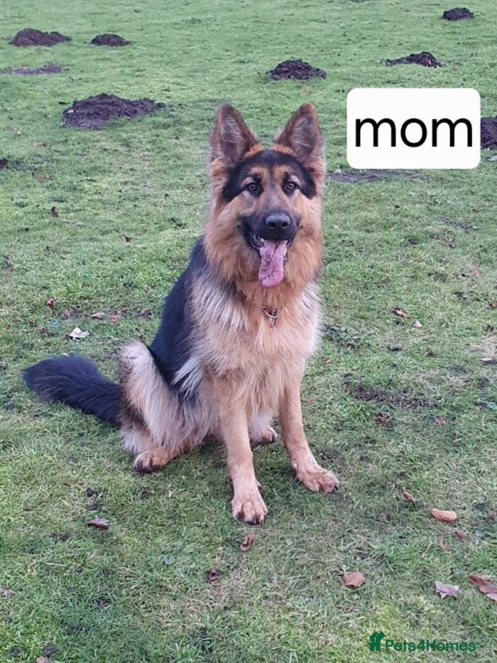 German Shepherd dogs German puppies - Advert 1