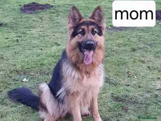 German Shepherd dogs German puppies - Advert 1