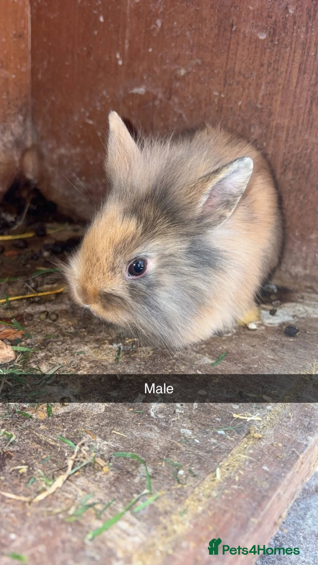 Mixed Breed rabbits for sale: Lion head cross baby’s  - Advert 2
