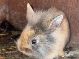 Mixed Breed rabbits Lion head cross baby’s - Advert 13